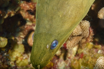 Green Moray Eel nosing the camera<br>October 5, 2017