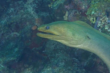 Green Moray Eel - he followed us for 20 minutes<br>October 5, 2017