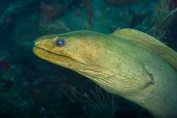 Green Moray Eel - he followed us for 20 minutes<br>October 5, 2017