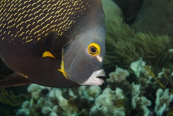French Angelfish<br>October 5, 2017
