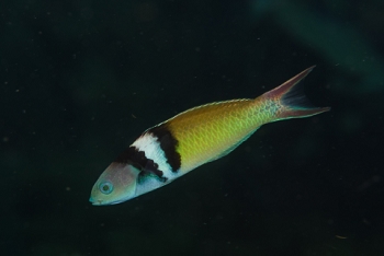 Bluehead Wrasse<br>October 5, 2017