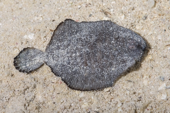 A small Flounder(4 inches)<br>October 5, 2017
