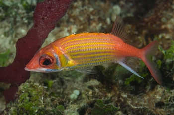 Longjaw Cardinalfish<br>October 5, 2017