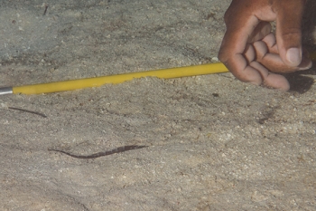 David finds a Pipefish<br>October 5, 2017