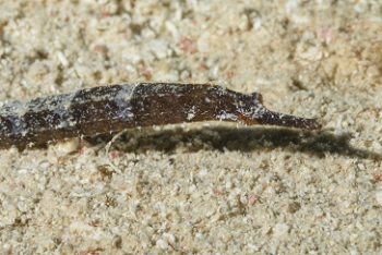 Shortfin Pipefish<br>October 5, 2017