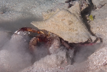 Giant Hermit Crab in conch shell filter feeding in the sand<br>October 5, 2017