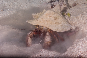 Giant Hermit Crab in conch shell filter feeding in the sand<br>October 5, 2017