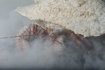 Giant Hermit Crab in conch shell filter feeding in the sand<br>October 5, 2017
