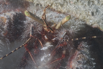 Giant Hermit Crab in conch shell filter feeding in the sand<br>October 5, 2017