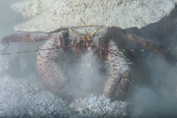 Giant Hermit Crab in conch shell filter feeding in the sand<br>October 5, 2017