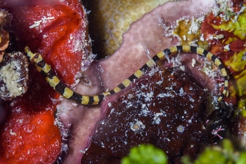 Harlequin Pipefish<br>October 5, 2017