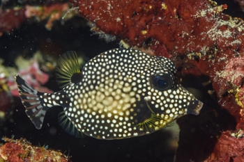 Spotted Trunkfish<br>October 5, 2017