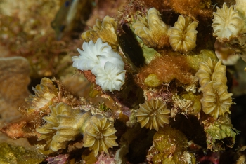 Smooth Flower Coral<br>October 5, 2017