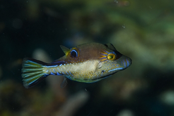 Sharpnosed Puffer<br>October 6, 2017