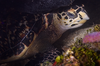 Hawkbill Turtle, resting at 55 feet<br>October 6, 2017