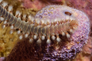 Bearded Fireworm<br>October 6, 2017