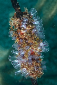 Painted Tunicate<br>October 6, 2017