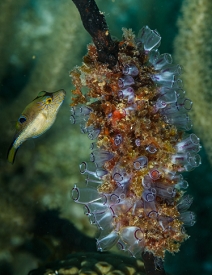 Sharpnosed Puffer at a Painted Tunicate<br>October 6, 2017