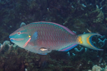Stoplight Parrotfish<br>October 6, 2017