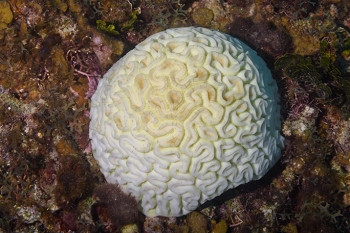 Bleached Brain Coral<br>October 6, 2017