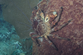 King Crab<br>October 6, 2017