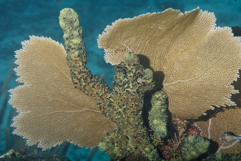 Green Finger Sponge near a Sea Fan<br>October 6, 2017