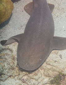 Nurse Shark<br>October 6, 2017