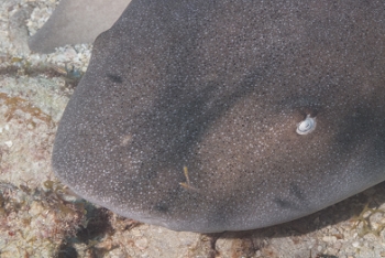 Nurse Shark<br>October 6, 2017