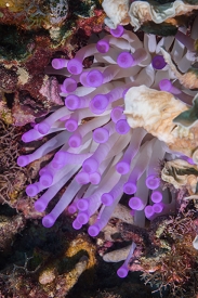 Giant Anemone<br>October 6, 2017