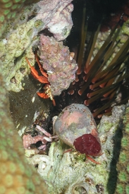 Red Reef Hermiit Crab<br>October 6, 2017
