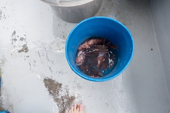 Daivd brings Lionfish dinner home in a bucket.<br>October 7, 2017