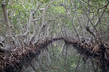 Mangroves<br>October 7, 2017