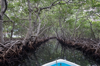 Mangroves<br>October 7, 2017