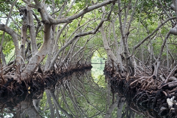 Mangroves<br>October 7, 2017