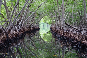 Mangroves<br>October 7, 2017