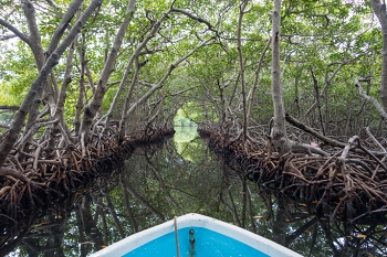 Mangroves<br>October 7, 2017