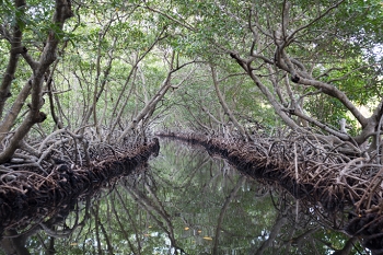 Mangroves<br>October 7, 2017