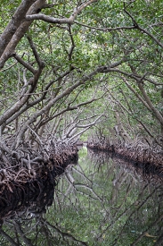 Mangroves<br>October 7, 2017