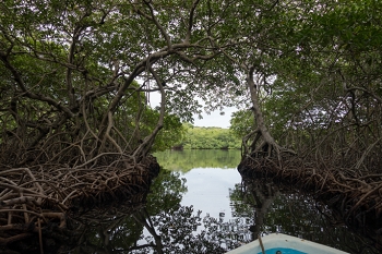 Mangroves<br>October 7, 2017