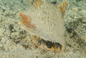 September 22, 2018<br>Live Conch