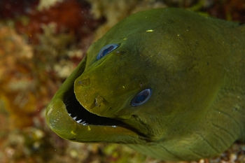 September 21, 2019<br>Green Moray Eel