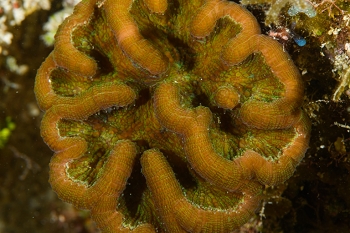 September 21, 2019<br>Ridged Cactus Coral