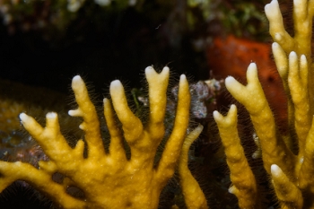 September 23, 2019<br>Fire Coral - look closely and see why it stings