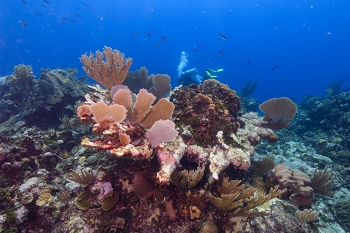 September 24, 2019<br>Roatan seascape, Sea Fans and Gorgonions.