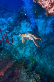 September 24, 2019<br>Hawksbill Turtle