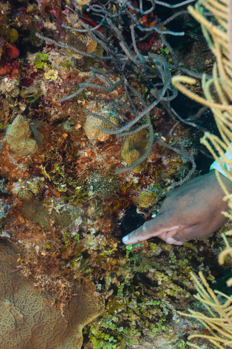 9/26/2021David points to a tiny Longsnout Seahorse.