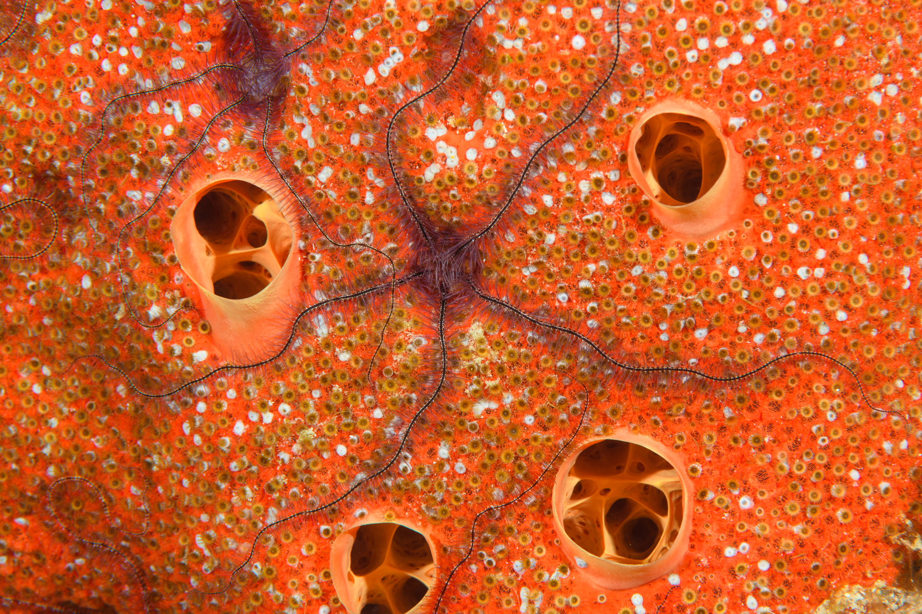 9/27/2021Brittle Star on Red Encrusting...