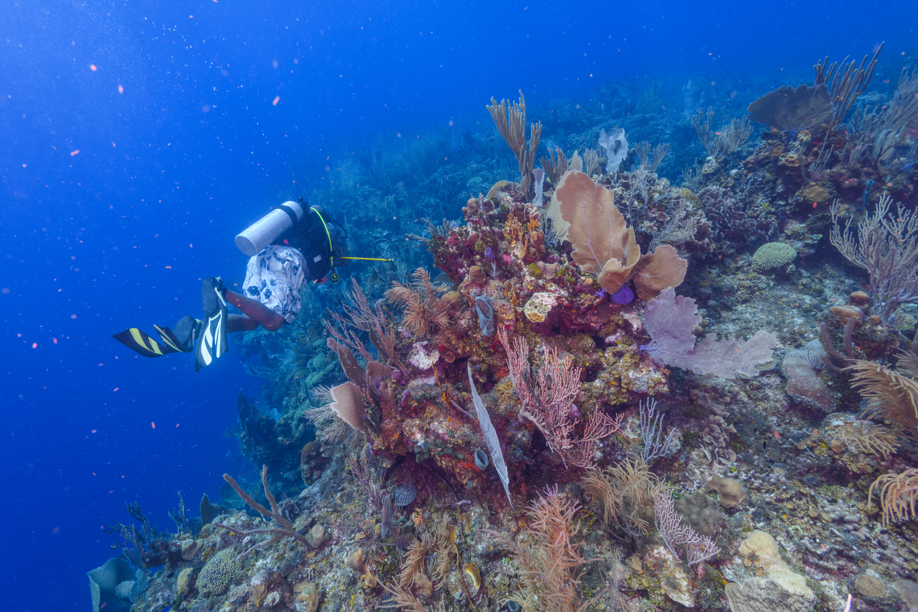 9/28/2021Following David along the reef.