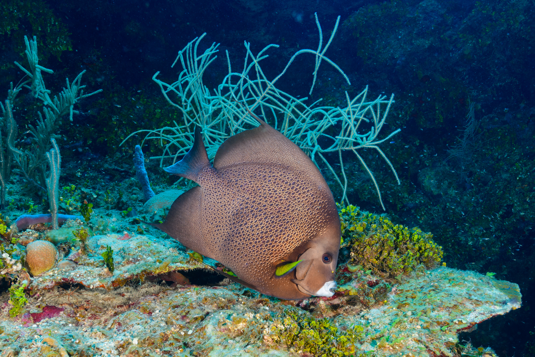 10/1/2021French Angelfish eating.