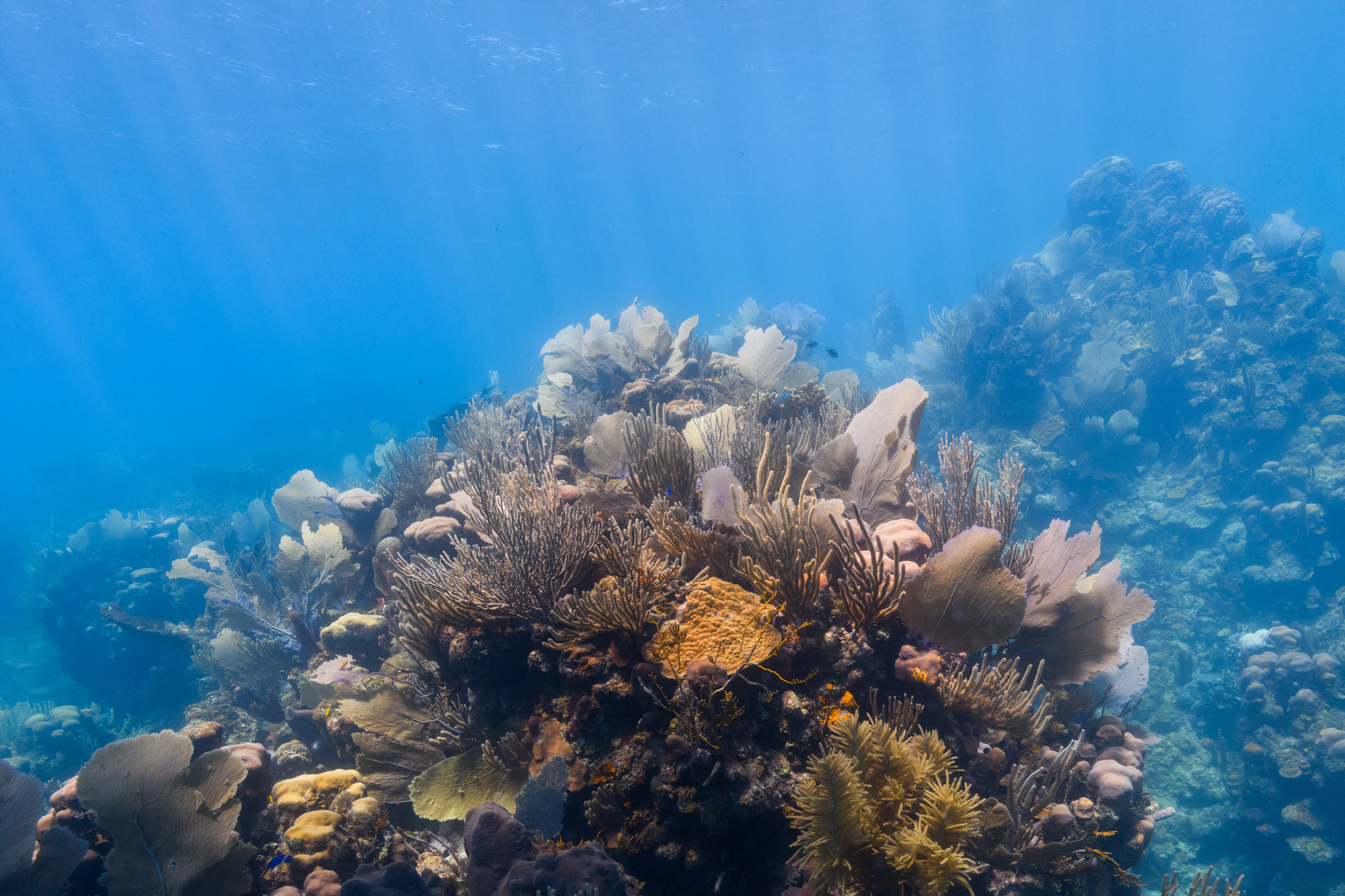 10/1/2021I love it when the sun is out on the reef.